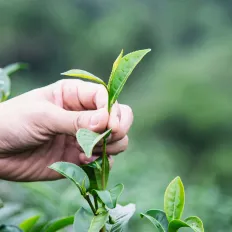 L’image montre une main récoltant délicatement des feuilles vertes, représentant une pratique durable dans un environnement naturel.